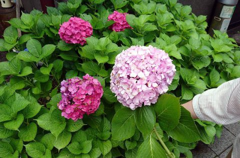 大きな アジサイの花 お還りなさい天瀬
