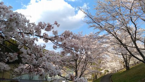 地元の人おススメお花見スポット B G天瀬海洋センター お還りなさい天瀬