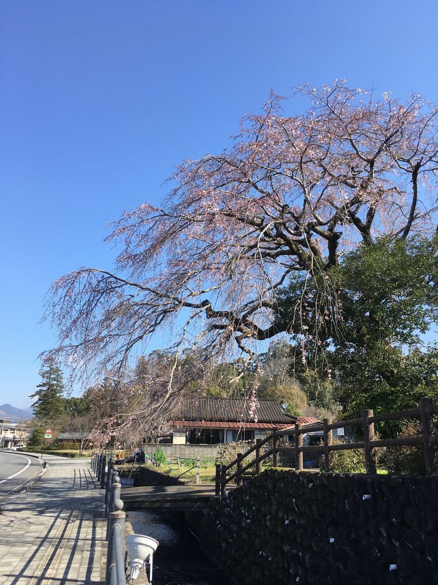 開花状況 大原大しだれ桜 3 23 お還りなさい天瀬