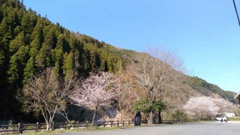 天ヶ瀬温泉街の桜開花状況 3月25日午後 お還りなさい天瀬